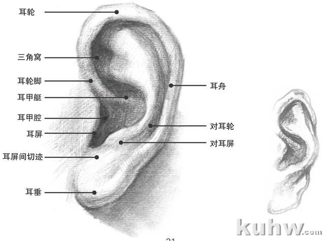 零基础素描教程：分步骤讲解头部比例和五官画法，简单易学，收藏