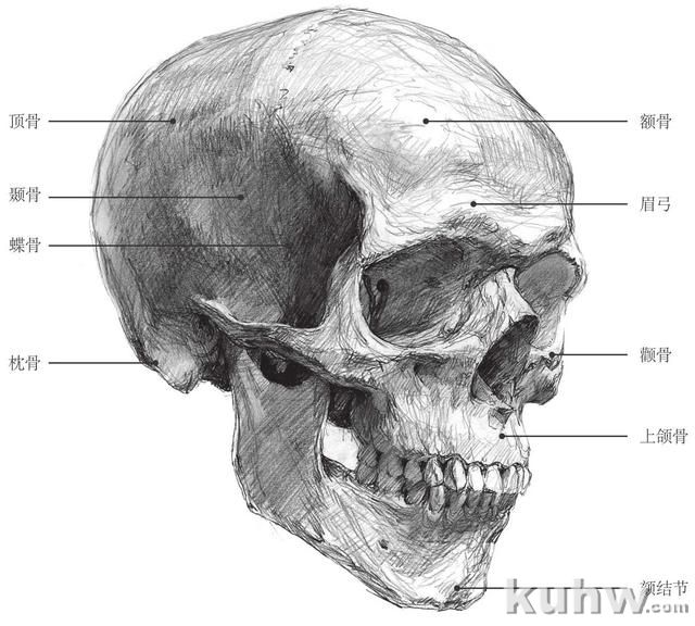 零基础素描教程：分步骤讲解头部比例和五官画法，简单易学，收藏