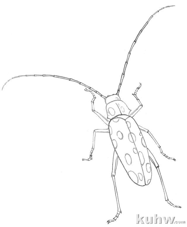 国画知识：教你3种常见草虫画法，学会这些，几分钟一幅画