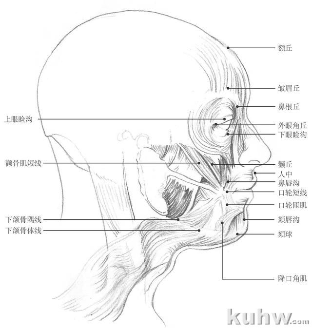 零基础素描教程：分步骤讲解头部比例和五官画法，简单易学，收藏