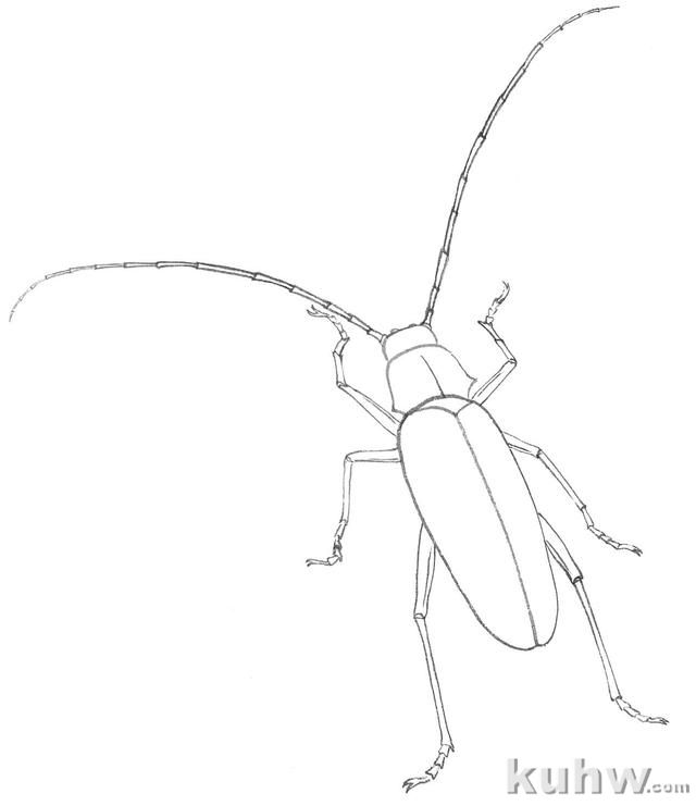 国画知识：教你3种常见草虫画法，学会这些，几分钟一幅画