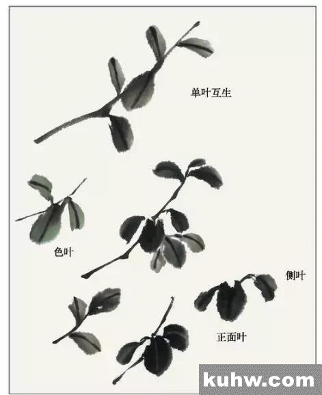 国画教程:茶花