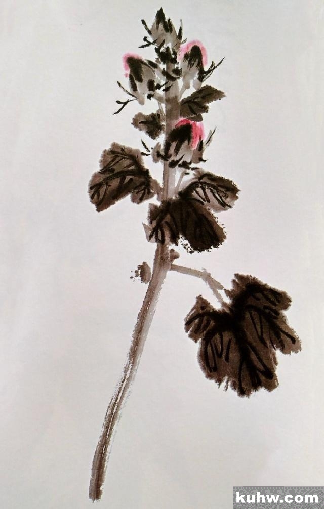 一起来学国画:蜀葵花的画法
