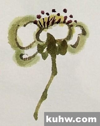 国画学习|梨花的画法