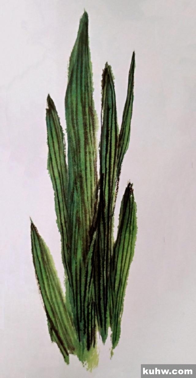 一起来学国画:鸢尾花的画法