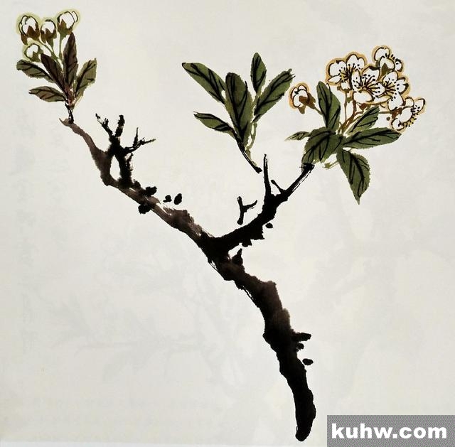 国画学习|梨花的画法