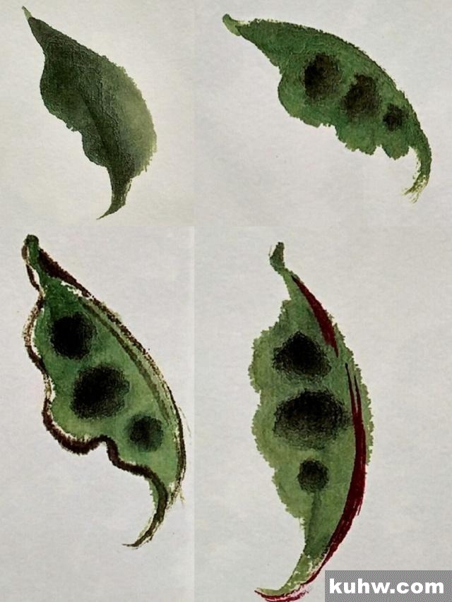 一起来学国画:扁豆花的画法