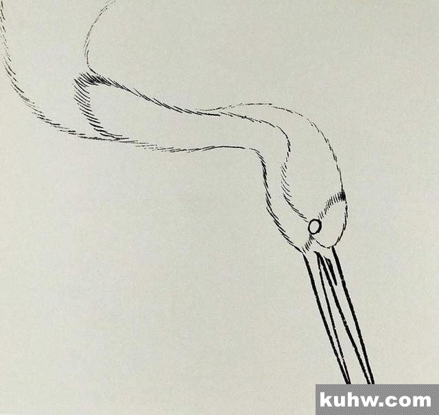 工笔技法|仙鹤的各个部位的详细画法分解
