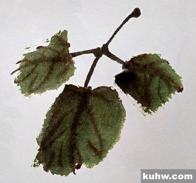 一起来学国画:扁豆花的画法