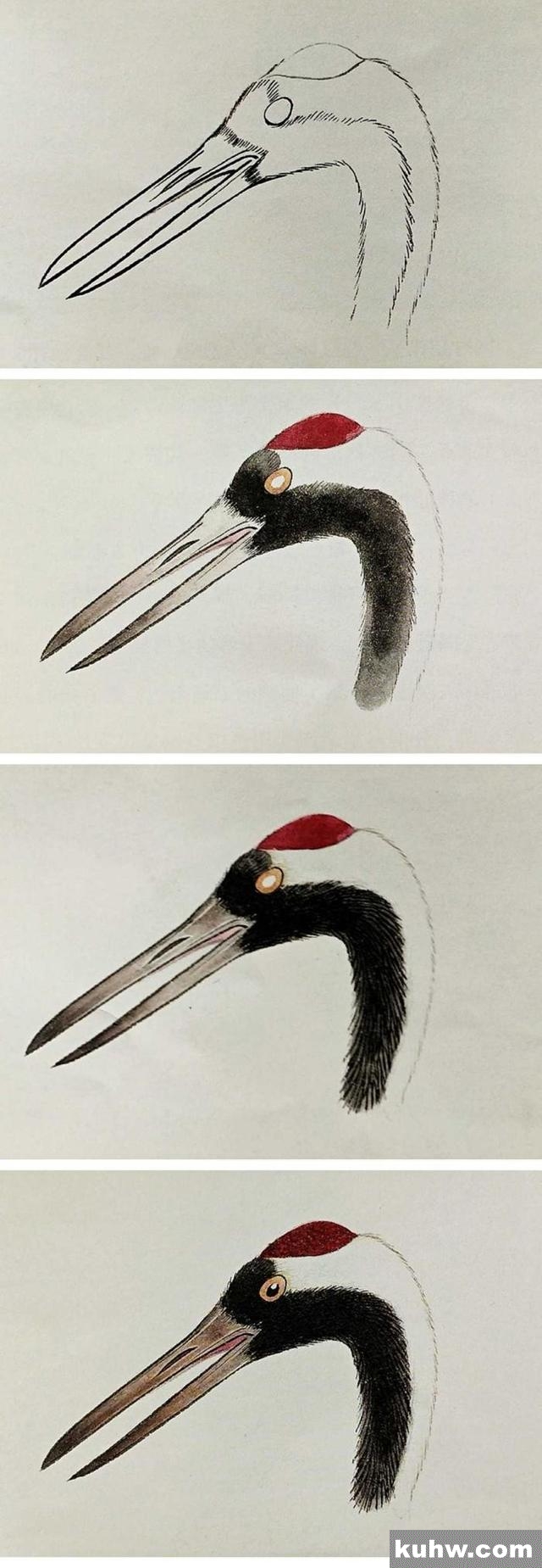 工笔技法|仙鹤的各个部位的详细画法分解