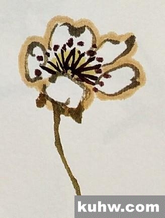 国画学习|梨花的画法