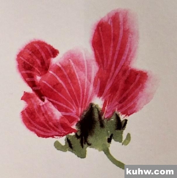 一起来学国画:蜀葵花的画法