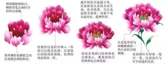 牡丹花头和花叶的三十种画法