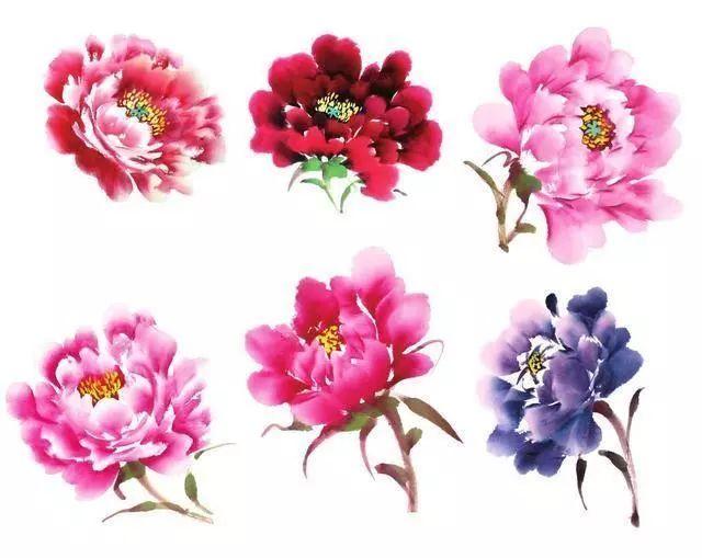 牡丹花头和花叶的三十种画法