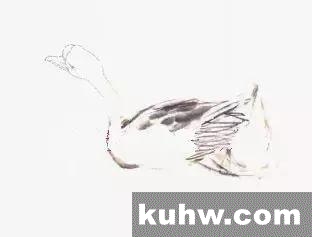 图文教程——鹅的写意画法