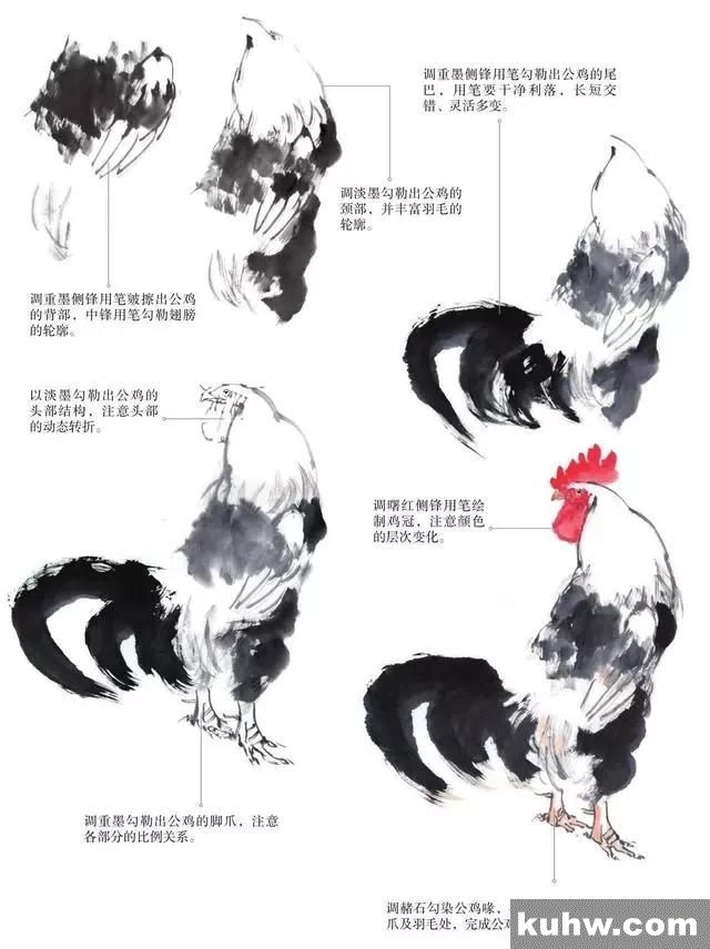 鸡的画法步骤