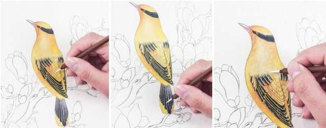 分步骤图解教你画黄鹂鸟工笔画法