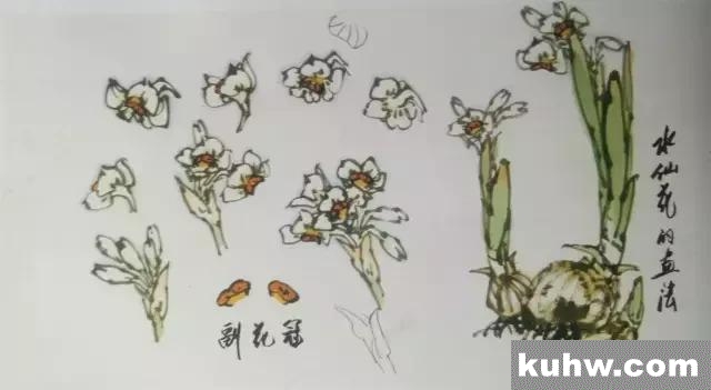 花鸟画的画法