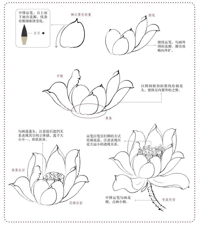 分步骤讲解荷花的画法