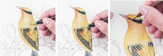 分步骤图解教你画黄鹂鸟工笔画法