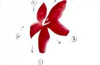 老来红的写意画法