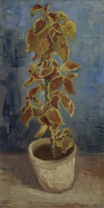 文森特·梵高(Vincent van Gogh)–1886年,花盆里的锦紫苏植物油画
