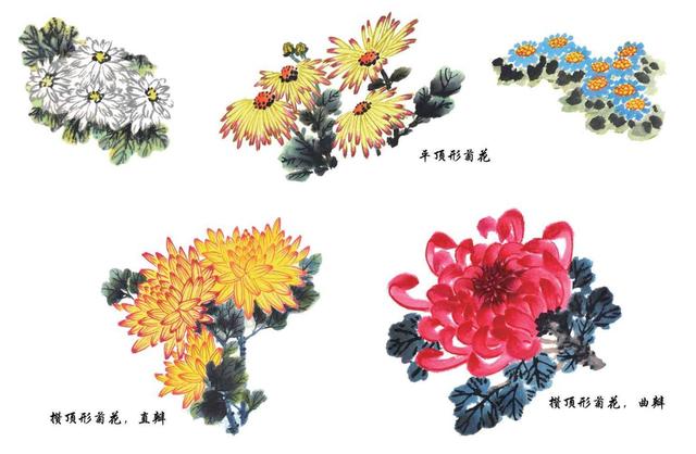 菊花详细绘画技法解析