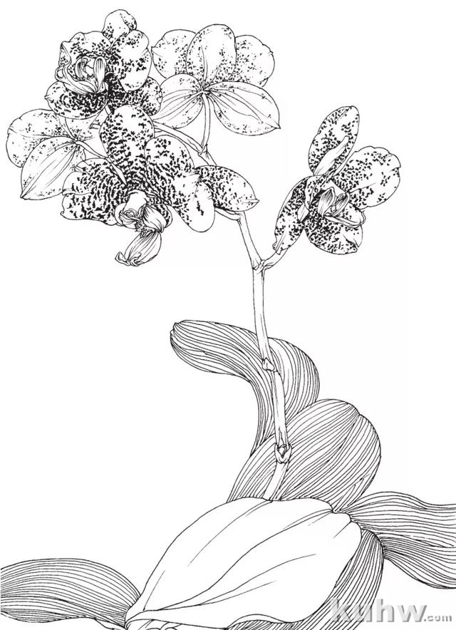 写意蝴蝶兰的画法（附写生稿）