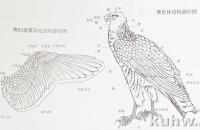 鹰的写意画法