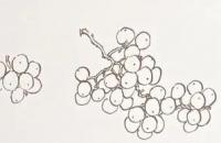 国画教程：葡萄的画法