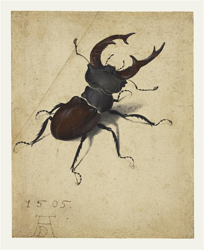 阿尔布雷希特·丢勒（AlbrechtDürer）-锹虫 作品下载