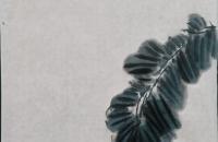 芭蕉迎春小鸡的画法