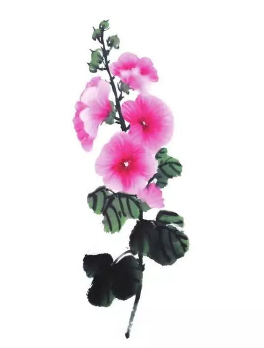 国画技法：蜀葵花的画法步骤，这样画出它的观赏性，好美