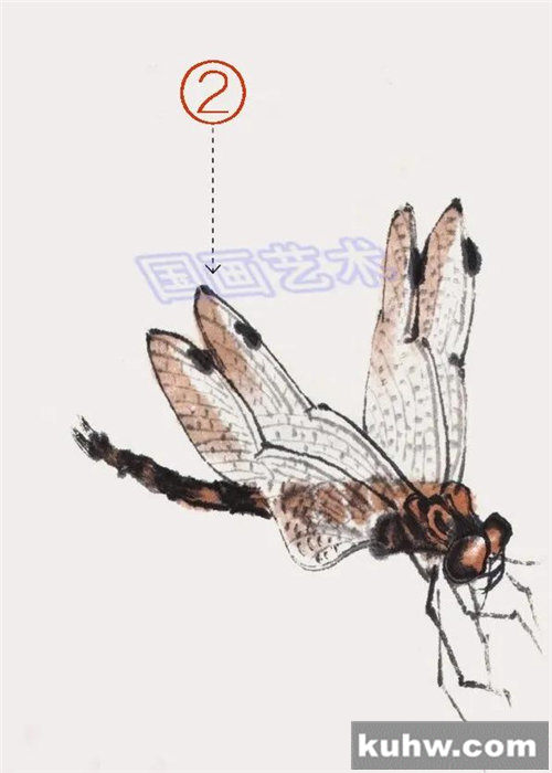 图文教程：写意蝴蝶、蜻蜓画法范例