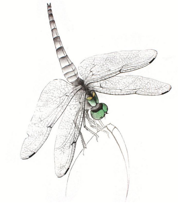 工笔入门 | 工笔蜻蜓的法画及设色技法