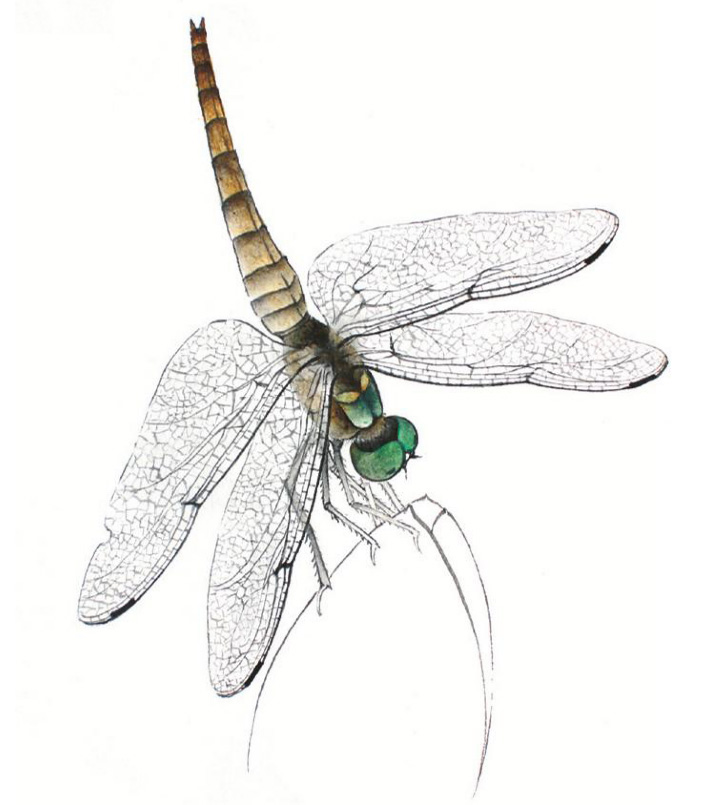 工笔入门 | 工笔蜻蜓的法画及设色技法