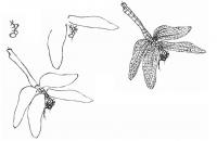 工笔蜻蜓的画法及设色技法