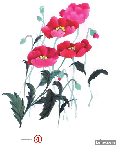 图文教程：鹤望兰、君子兰、虞美人写意画法