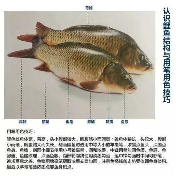 国画教程:国画鱼的各种画法