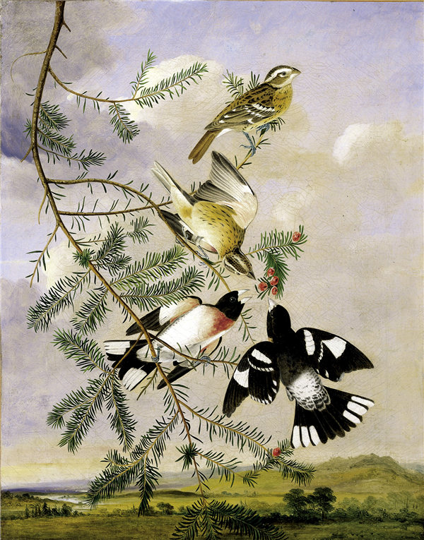 约瑟夫·巴塞洛缪·基德（Joseph Bartholomew Kidd）-玫瑰胸蜡嘴鸟油画