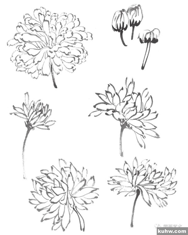 简单易学的写意菊花、菊叶画法步骤