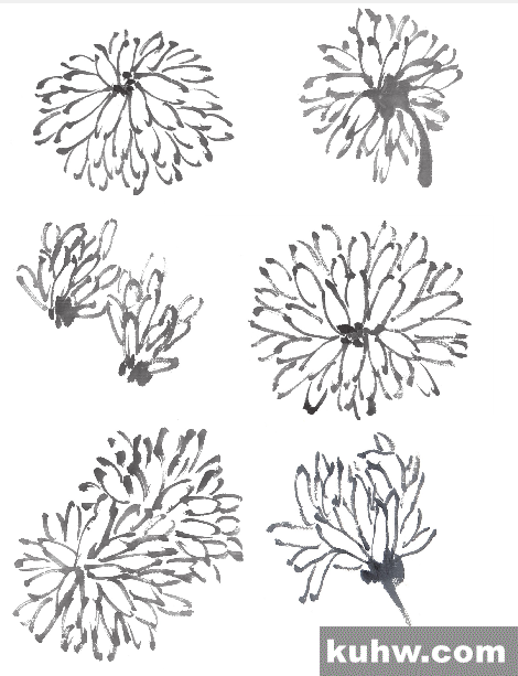 简单易学的写意菊花、菊叶画法步骤