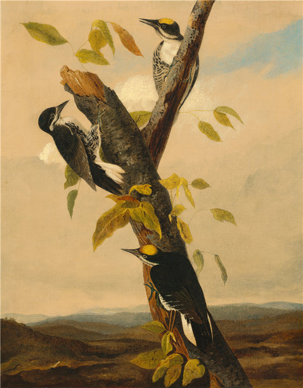 约瑟夫·巴塞洛缪·基德（Joseph Bartholomew Kidd）-黑背三趾啄木鸟 1831年油画