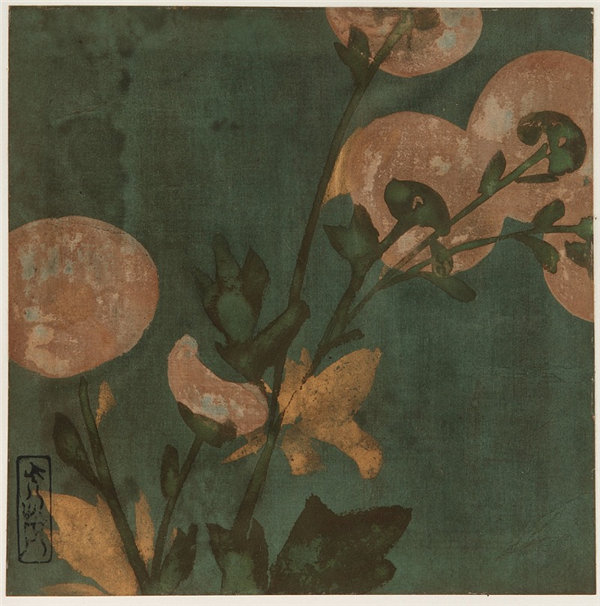 本阿弥光悦 (1558-1637)-菊花绘画作品高清下载