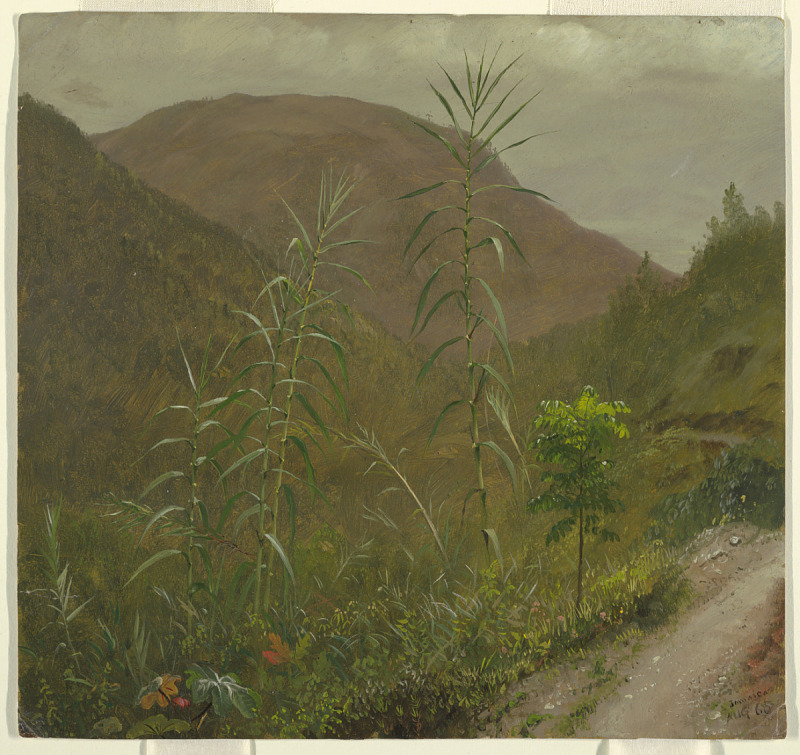 弗雷德里克·埃德温·丘奇 (Frederic Edwin Church)-野生甘蔗,牙买加油画(1)