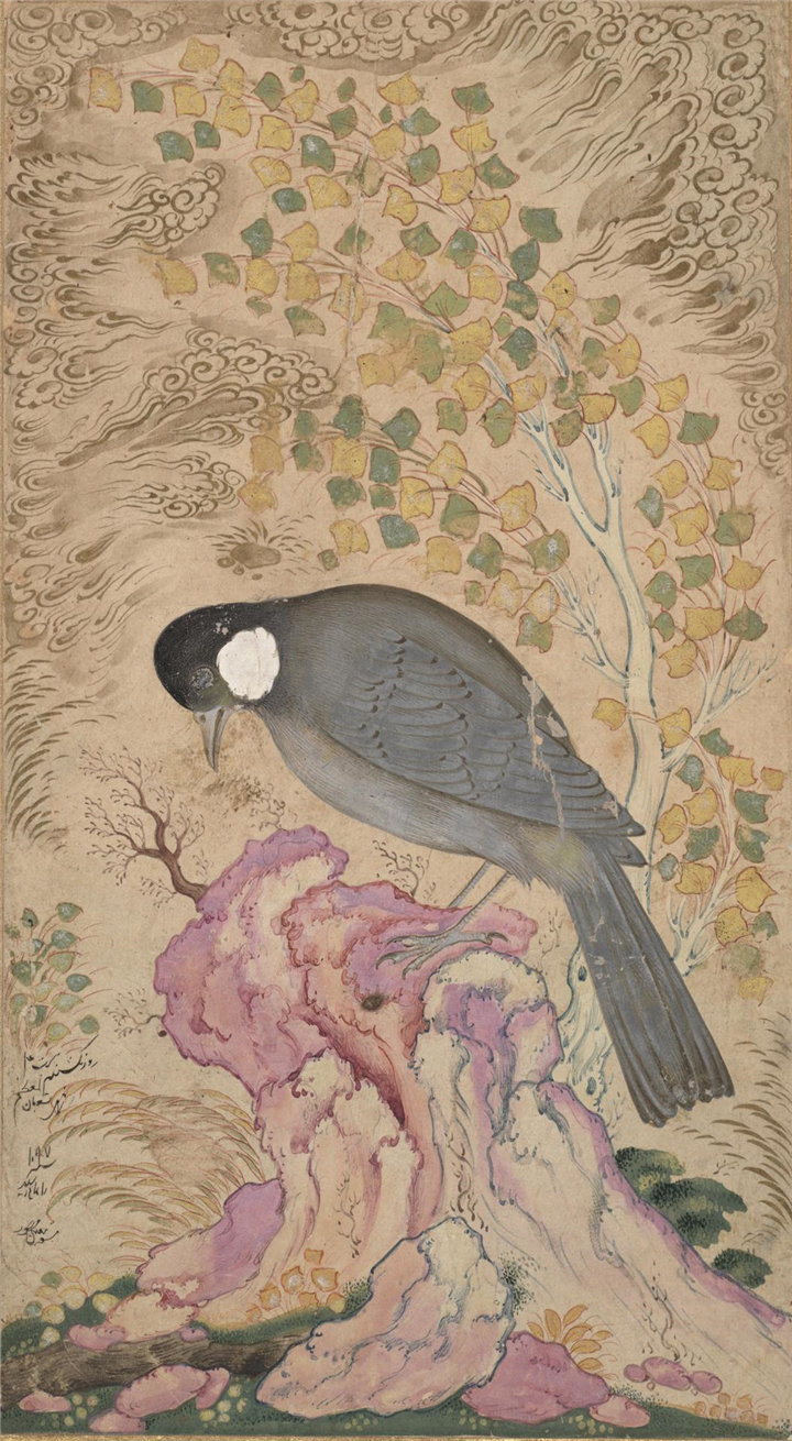 Mu'in Musavvir,伊朗,1610–1693-栖息在粉红色岩石上的白耳鹎水彩