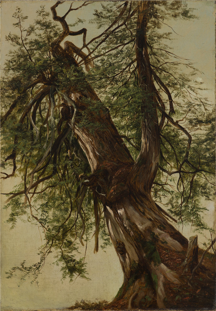 大卫·约翰逊（David Johnson），美国人，1827–1908 年-雪松的研究油画