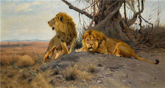 威廉·库内特 (Wilhelm Kuhnert，德国画家) 高清作品-咆哮的狮子 (1912)