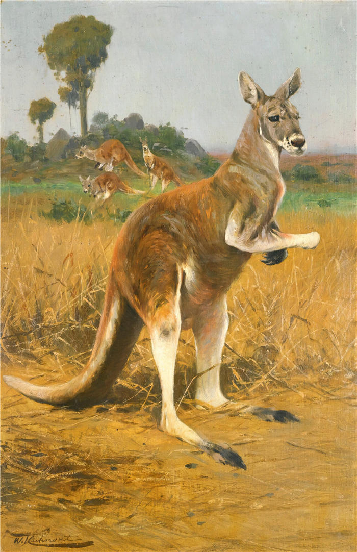 威廉·库内特 (Wilhelm Kuhnert，德国画家) 高清作品-内陆的红袋鼠