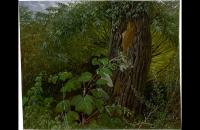卡尔·古斯塔夫·卡鲁斯 (Carl Gustav Carus)-《柳树树干与灌木丛》作品欣赏
